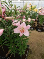 [4230 Pianella No01.JPG]